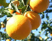 Naranjas vía web